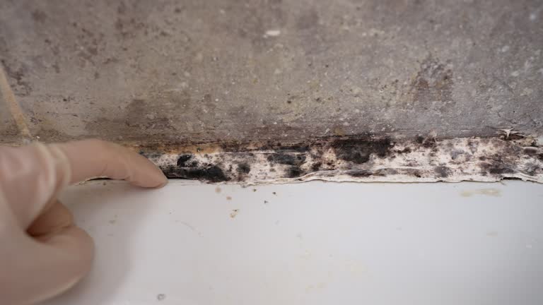 Best Emergency Mold Remediation  in Avondale Estates, GA